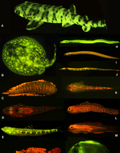 list of various maine fishes that are flourescent